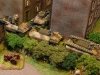 Katzchen advancing (15mm)